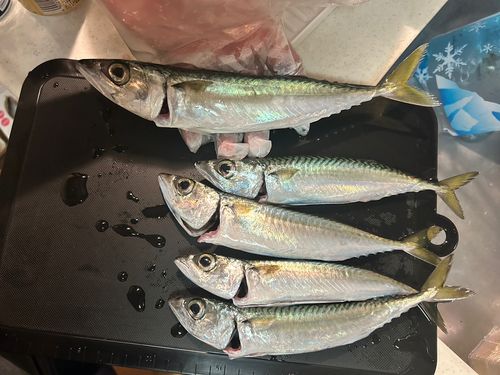 サバの釣果