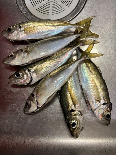 アジの釣果