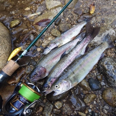 ニジマスの釣果