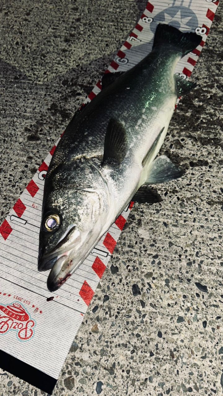 G-クラフト　モンスターストリームMSS-962- SR G-CRAFT SEVEN-SENSE SR Monster Stream MSS-962-SR | Fishing Tackle