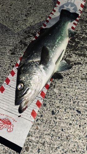 平砂浦海岸