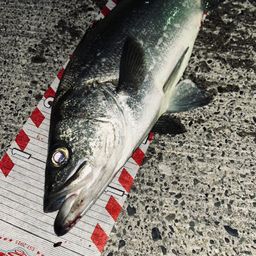 フッコ(ヒラスズキ)