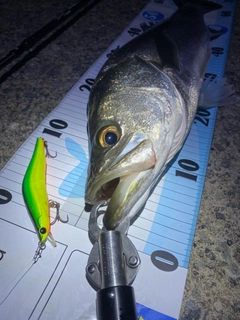シーバスの釣果