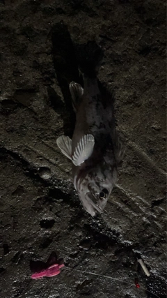 クロソイの釣果