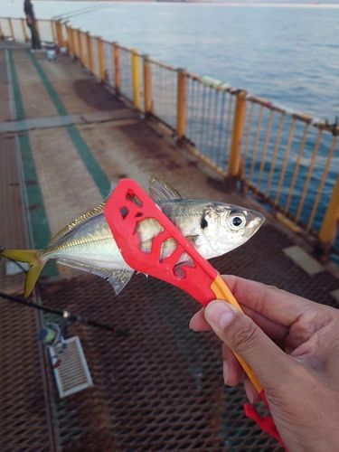 磯子海づり施設