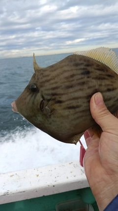 カワハギの釣果