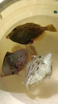 カワハギの釣果