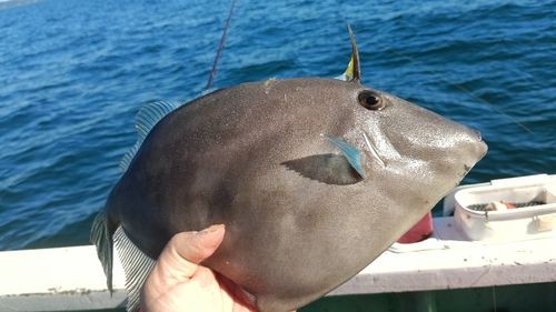 ウマヅラハギの釣果