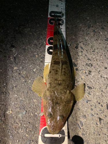 マゴチの釣果