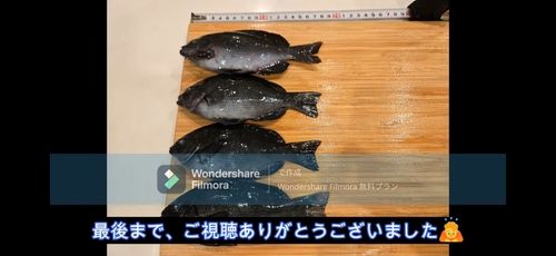 クチブトグレの釣果