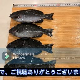 クチブトグレ