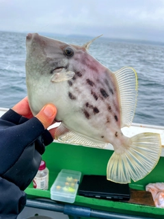 カワハギの釣果