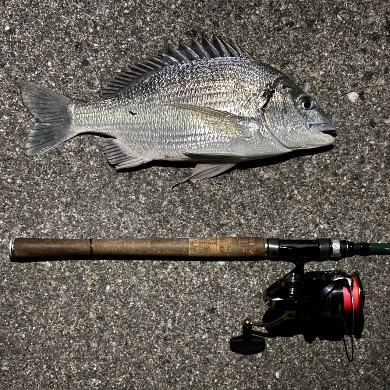 ミナミクロダイ