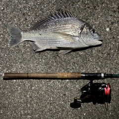ミナミクロダイの釣果