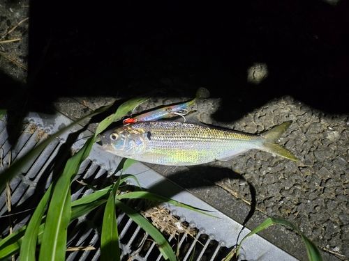 コノシロの釣果