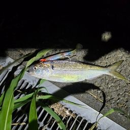 コノシロ