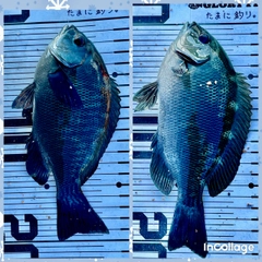 メジナの釣果