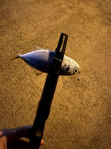 釣果