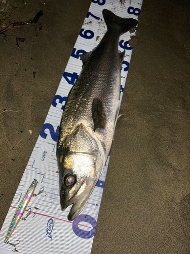 島見浜沖