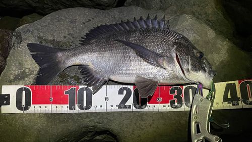 チヌの釣果