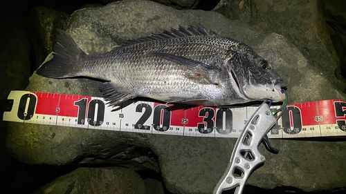 チヌの釣果