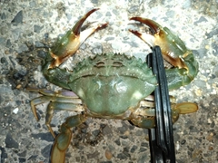 イシガニの釣果