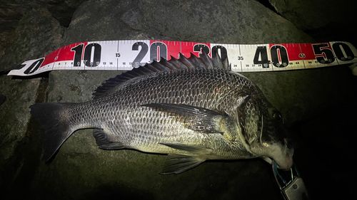 チヌの釣果