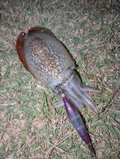 シリヤケイカの釣果