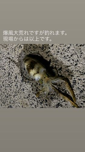 アオリイカの釣果