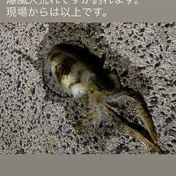 アオリイカ