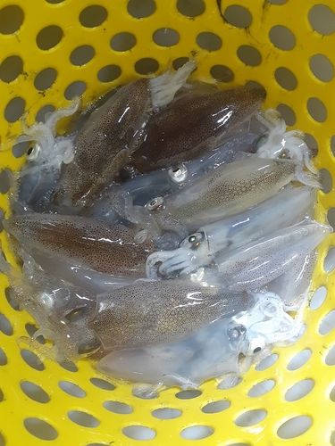 マメイカの釣果