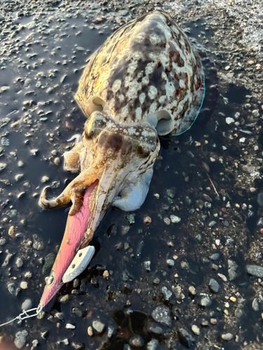 モンゴウイカの釣果