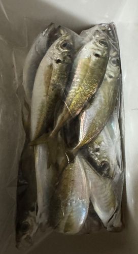 博多湾