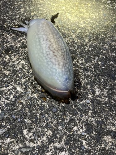 シリヤケイカの釣果