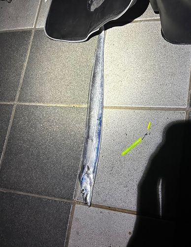 タチウオの釣果