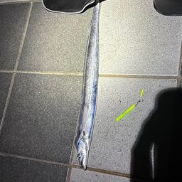 タチウオ
