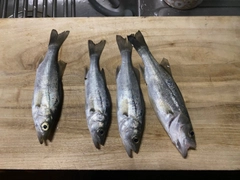 セイゴ(マルスズキ)の釣果