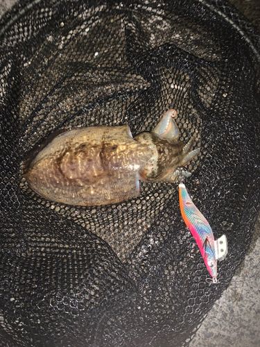 駿河湾