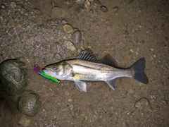 セイゴ（マルスズキ）の釣果