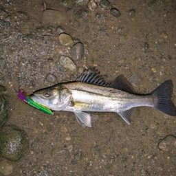 セイゴ（マルスズキ）