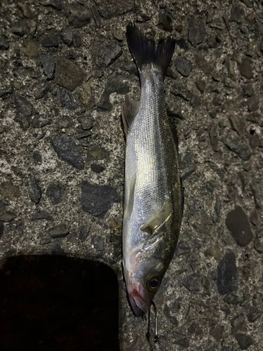 スズキの釣果
