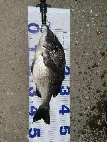 クロダイの釣果