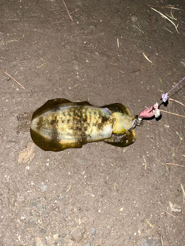 マアナゴの釣果