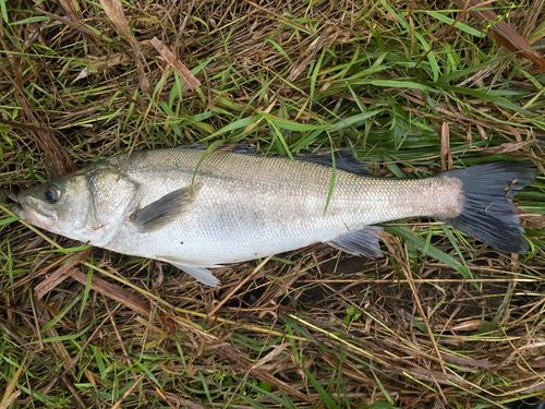 由良川河口（京都）