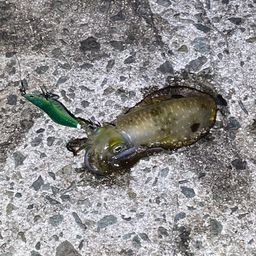 アオリイカ