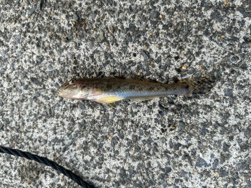 マハゼの釣果