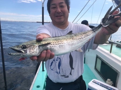 サゴシの釣果