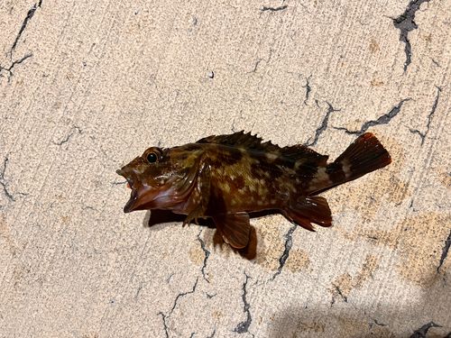 カサゴの釣果