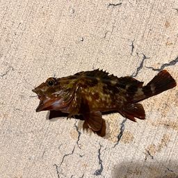 カサゴ