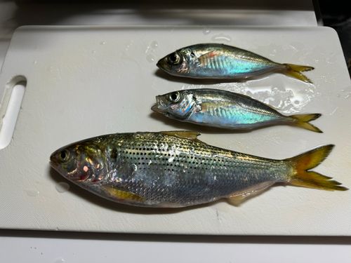 コノシロの釣果